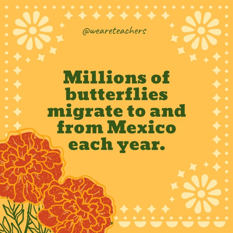 Millions of butterflies migrate to and from Mexico each year. Millions of butterflies migrate to and from Mexico each year.