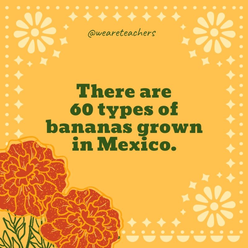 There are 60 types of bananas grown in Mexico. There are 60 types of bananas grown in Mexico.