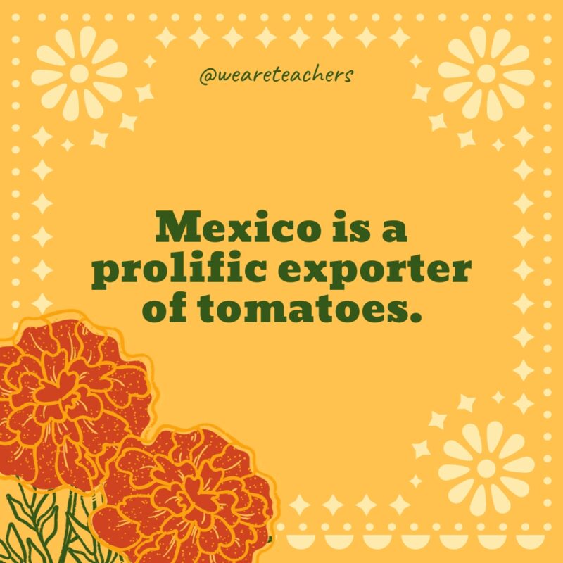 Mexico is a prolific exporter of tomatoes. Mexico is a prolific exporter of tomatoes.