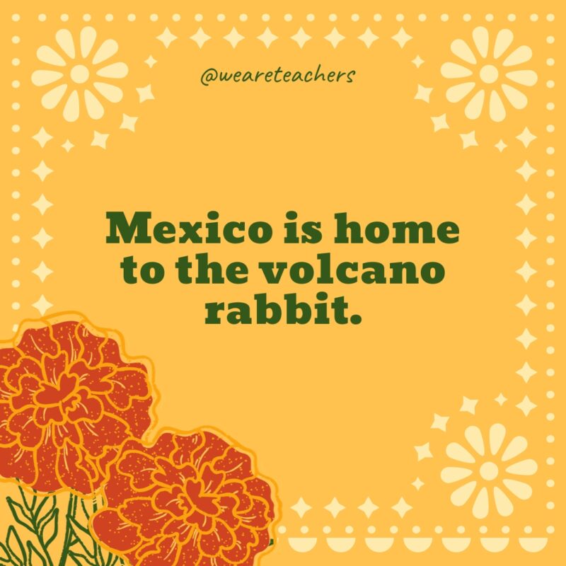 Mexico is home to the volcano rabbit. Mexico is home to the volcano rabbit.