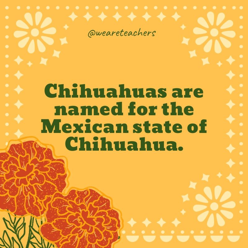 Chihuahuas are named for the Mexican state of Chihuahua. Chihuahuas are named for the Mexican state of Chihuahua.