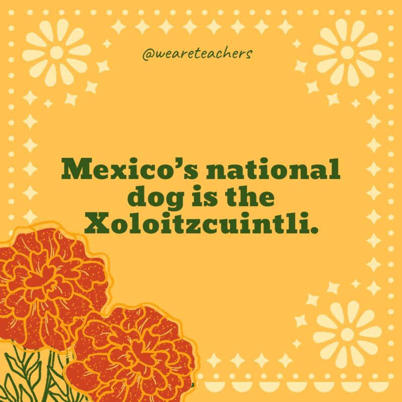 Mexico’s national dog is the Xoloitzcuintli. Mexico’s national dog is the Xoloitzcuintli.